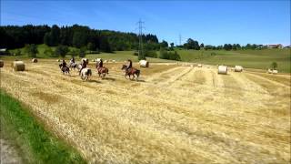 Mit den Pferden im Galopp übers Stoppelfeld reiten [upl. by Asirral]