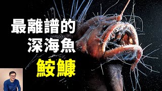 美食界久負盛名的人氣魚，相貌卻醜出天際！深海里謎一樣的生物——鮟鱇【老肉雜談】動物 海鮮 野生動物 美食 fish [upl. by Hugon]