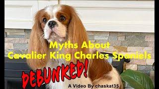 Myths About Cavalier King Charles Spaniels  Debunked [upl. by Kimitri]