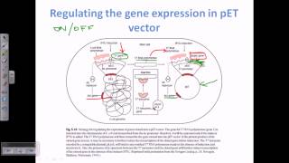 Expression vector pET vector [upl. by Ilrebmyk]