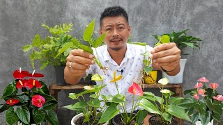 How To Grow Anthurium Plant In Easy Method  Anthurium Plant Care [upl. by Llevad472]