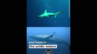 Sharks Can Sense Danger amp Hunt Before They’re Born [upl. by Jammie533]