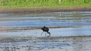 Ibis at Muirhead springs forest preserve [upl. by Wendeline]