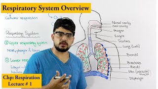 Respiratory system introduction and Overview [upl. by Lais548]