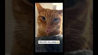 The drooling and measuring part 😭😭😭 kitten cat adorable funny cute catvideos [upl. by Nojad]