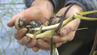 Restored Wetland Brings Wapato Back to Yakama Nation [upl. by Turley393]