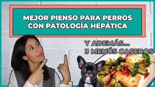 PIENSOS PARA PERROS HEPÁTICOS  MÁS 3 MENÚS CASEROS 🍳 [upl. by Akisey]