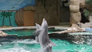 Fantastic Dolphins  Delfinshow im Delfinarium Duisburg  March 2013 [upl. by Rains]