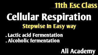 Cellular Respiration  Alcoholic and Lactic Acid Fermentation  Class 11 Biology [upl. by Avilo]