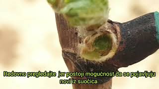 REZNICE VINOVE LOZE ❓ŠTO raditi kod kretanja izboja つる挿し木植生の始まり  29042022 🍇🍇🍇🔥 [upl. by Atteval]