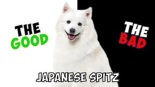 JAPANESE SPITZ  PROS amp CONS [upl. by Salangia]