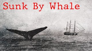 Whaleship Essex The Story That Inspired Moby Dick [upl. by Astri]