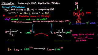 Translation Part 3 of 8  Aminoacyl tRNA Synthetase Reaction [upl. by Hallsy]