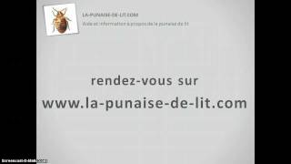 Punaise de lit  aide et information [upl. by Reidid]