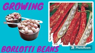 GROWING BORLOTTI BEANS [upl. by Ahtaga]