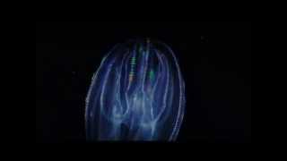 Introduction to Ctenophores or Comb Jellies [upl. by Viridissa]