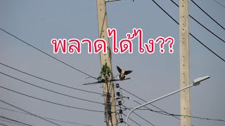 ต่อนกเขาใหญ่ นกป่าเสียงใหญ่ติดแล้วพลาดได้ไง [upl. by Fantasia]