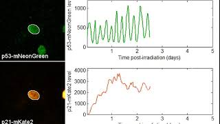 Pulsating p53 levels in single damaged cells [upl. by Krid]