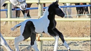 6 day old Gypsy x Andalusian Cross Filly [upl. by Eiramit536]