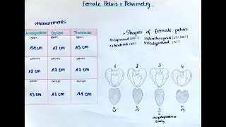 Female Pelvis  Pelvimetry Shapes and Delivery [upl. by Menell]