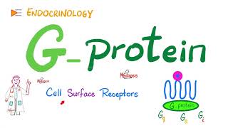 GProtein amp GProteinCoupled Receptors GPCR  Cell Surface Receptor  Physiology  Endocrinology [upl. by Elisee]