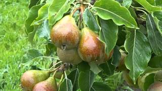 Pyrus communis Gieser Wildeman [upl. by Merline]