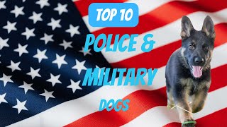 Top 10 Police amp Military Dogs dog dogs [upl. by Elttil]