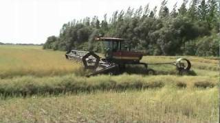 Windrowing Canola amp Wheat [upl. by Eiramyelhsa426]