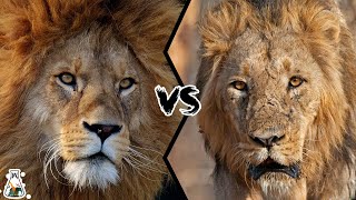 AFRICAN LION VS ASIATIC LION  Which is The Strongest [upl. by Laeahcim]