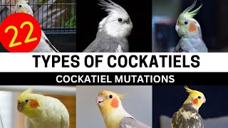 Types Of Cockatiels  Cockatiel Mutations amp colours  Cockatiel Parrot Top Varieties [upl. by Ahsiet]