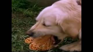 Dogs Spaghetti [upl. by Joice]