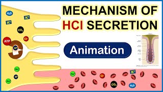 Complete Animation on Mechanism of HCl Secretion  Physiology [upl. by Painter]