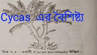 Cycas এর বৈশিষ্ট্য।। HscAlim।।নগ্নবীজ ও আবৃতবীজী উদ্ভিদ [upl. by Alehs638]