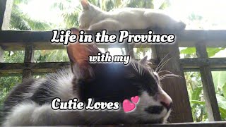 A DAY WITH MY CUTIE CATS MEOW  catlover meow [upl. by Remled]