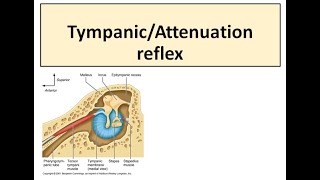 Tympanic reflex [upl. by Evad]