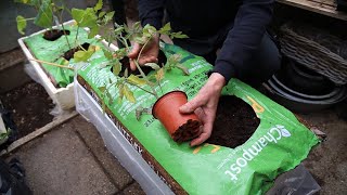 Plant tomatplanter vandret i plantesækken og øg udbyttet af tomater [upl. by Parrnell]