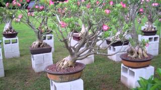 Desert Rose Bonsai [upl. by Lynnett]