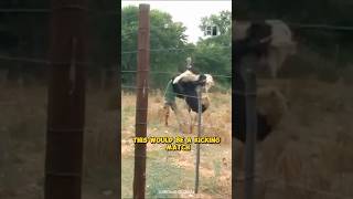 Cassowary vs Ostrich Who would win 😱 shorts animals birds [upl. by Aiket]