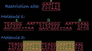 Restriction Enzymes Restriction Endonucleases [upl. by Annalise]