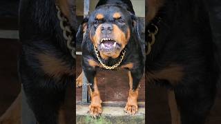 angry Rottweiler growling sound angrydog angrypuppy funnyanimal pets angry rottweilerpuppy [upl. by Brandenburg]