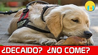 Mi Perro NO QUIERE COMER Y ESTA TRISTE DECAÍDO ¿Que Hago 👉 Remedios Caseros [upl. by Simetra]