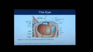 Anatomy and Physiology Help Chapter 17 Light OverviewFlythrough of Special Senses [upl. by Mildred854]