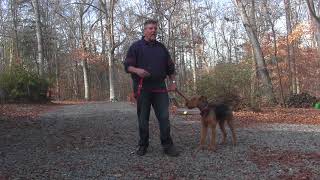 Airedale Terrier Training  Winston Salem NC  Newman [upl. by Notnel317]