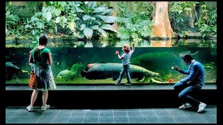 Amazing Indoor Zoo Aquarium Berlin  Big Fish Big Tank Giant Arapaima [upl. by Catlaina523]