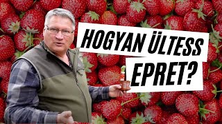 Eper ültetése quotnodigquot ágyásba 🍓 Hogyan ültess epret│Eper palánta és a mulcs│ Kreatív Farmer [upl. by Teague]