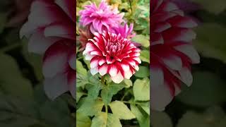 Dahlia plant 🌻floweryoutube video gardening dahlia flower [upl. by Lucilla673]