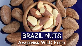 Brazil Nuts An Amazonian WILD Food  Selenium PlusesMinuses [upl. by Miko]