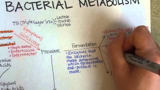 Bacterial Metabolism Part 1 Cellular Respiration of Bacteria [upl. by Corrianne]