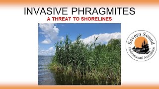 Invasive Species  Phragmites  A Threat to Shorelines [upl. by Antons]