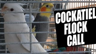 COCKATIEL FLOCK CALL 4K [upl. by Able350]